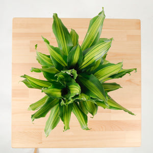 Dracaena Fragrans (M) Burley in Nursery Grow Pot