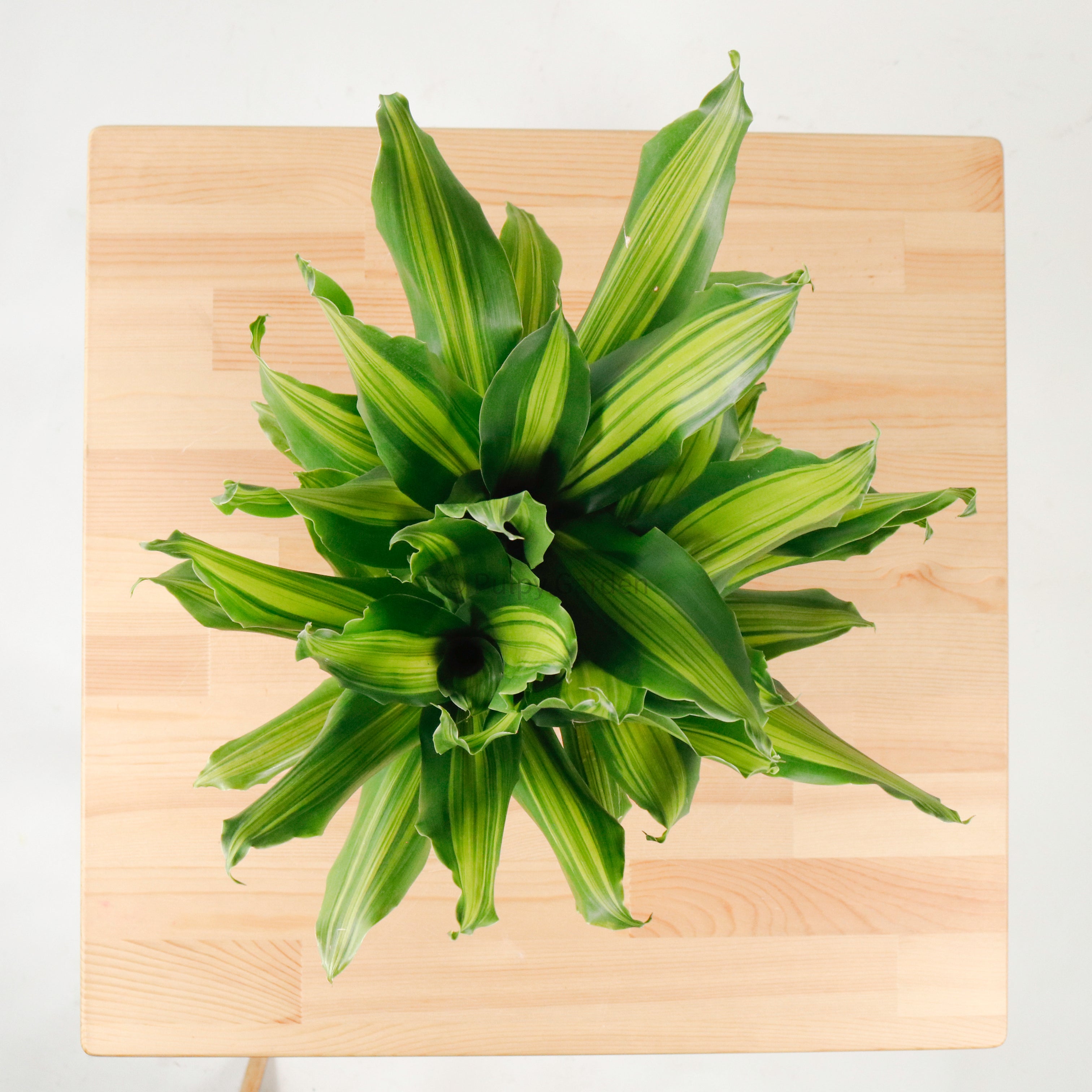 Dracaena Fragrans (M) Burley in Nursery Grow Pot – Pulpy Garden