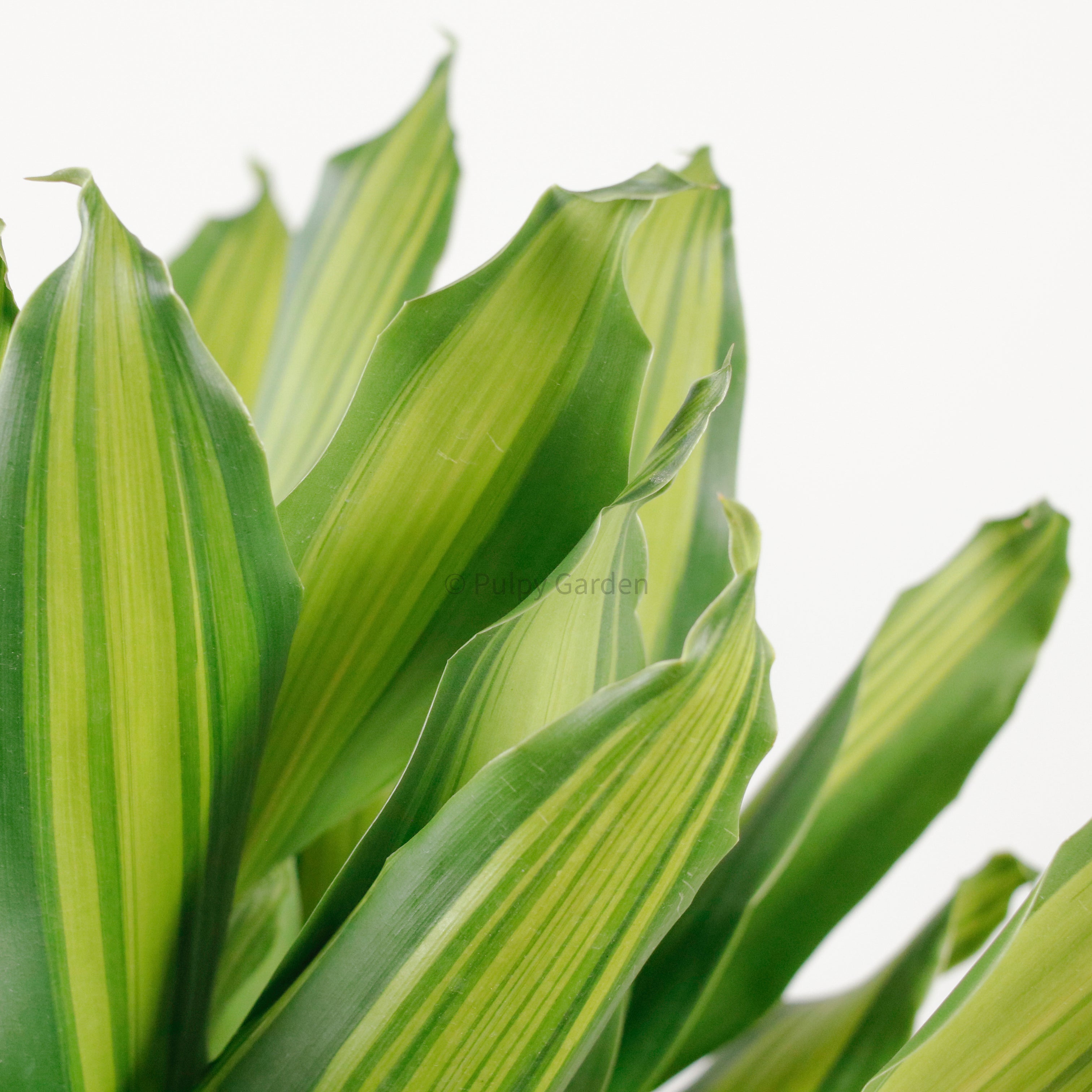Dracaena Fragrans (M) Burley in Nursery Grow Pot – Pulpy Garden