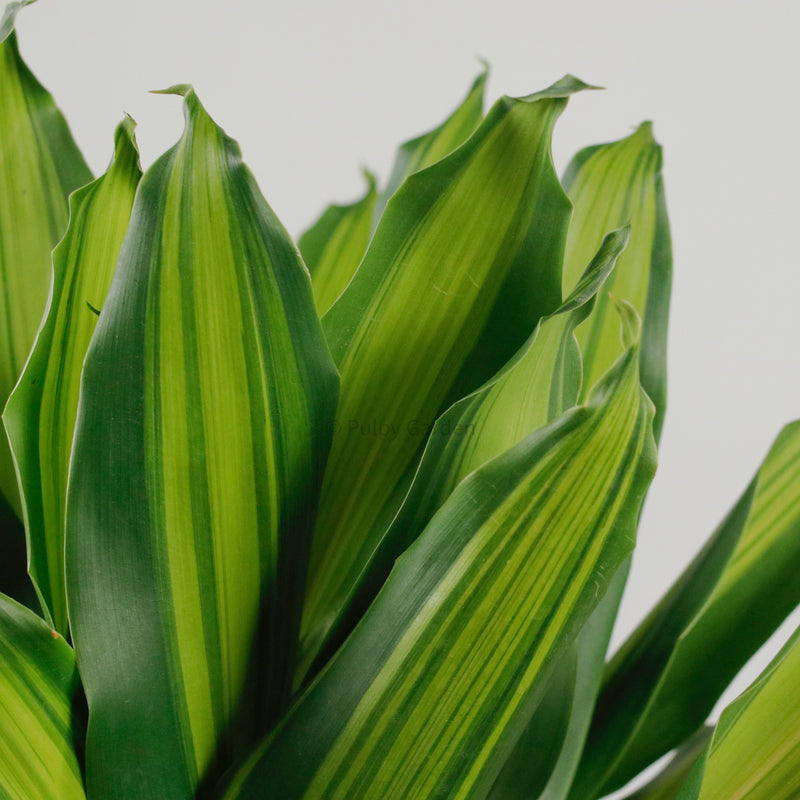 Dracaena Fragrans (M) Burley in Nursery Grow Pot