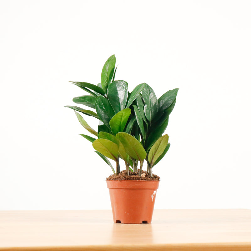 ZZ Plant aka jin qian shu (金钱树) in Nursery Grow Pot (XS)