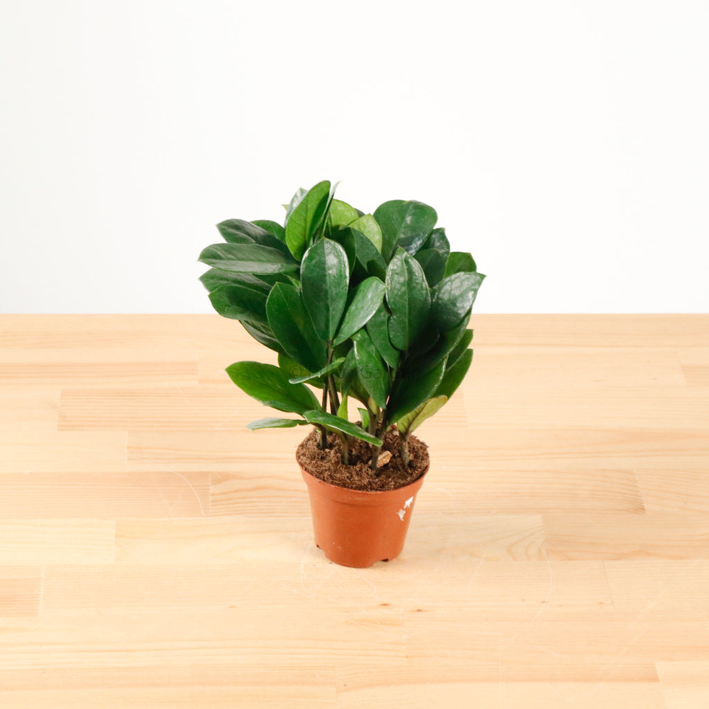 ZZ Plant aka jin qian shu (金钱树) in Nursery Grow Pot (XS)