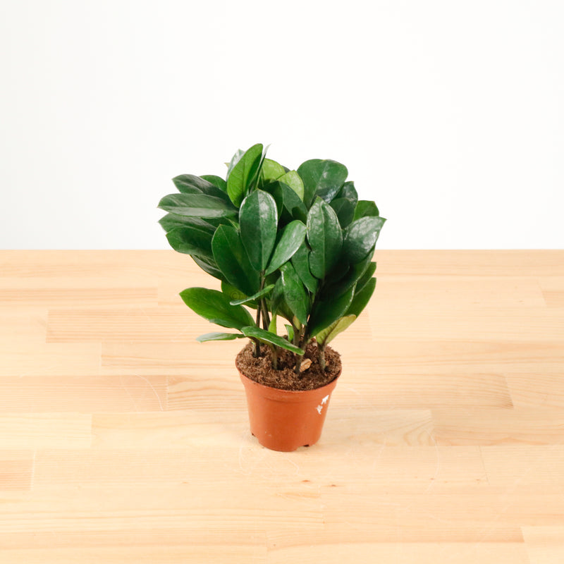 ZZ Plant aka jin qian shu (金钱树) in Nursery Grow Pot (XS)