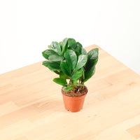 ZZ Plant aka jin qian shu (金钱树) in Nursery Grow Pot (XS)