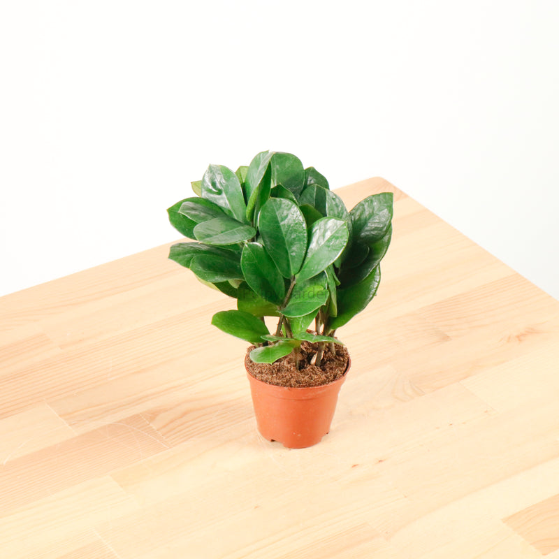 ZZ Plant aka jin qian shu (金钱树) in Nursery Grow Pot (XS)