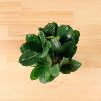 ZZ Plant aka jin qian shu (金钱树) in Nursery Grow Pot (XS)