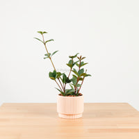 Bliss Tetragona