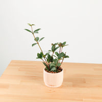 Bliss Tetragona