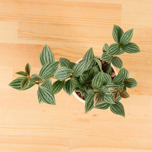 Bliss Tetragona