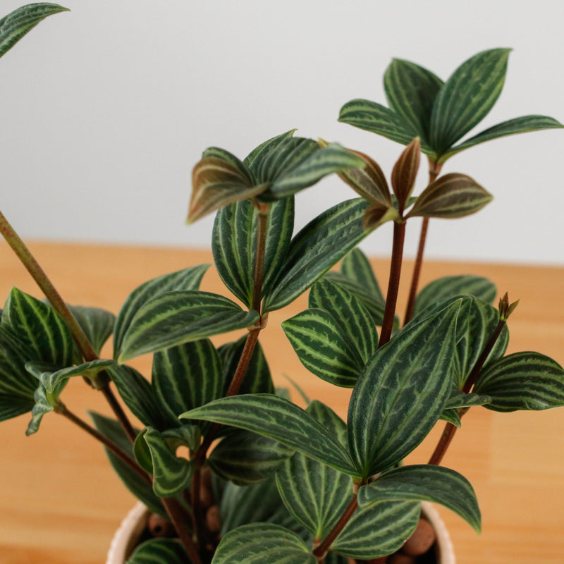 Bliss Tetragona