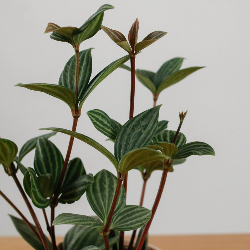 Bliss Tetragona