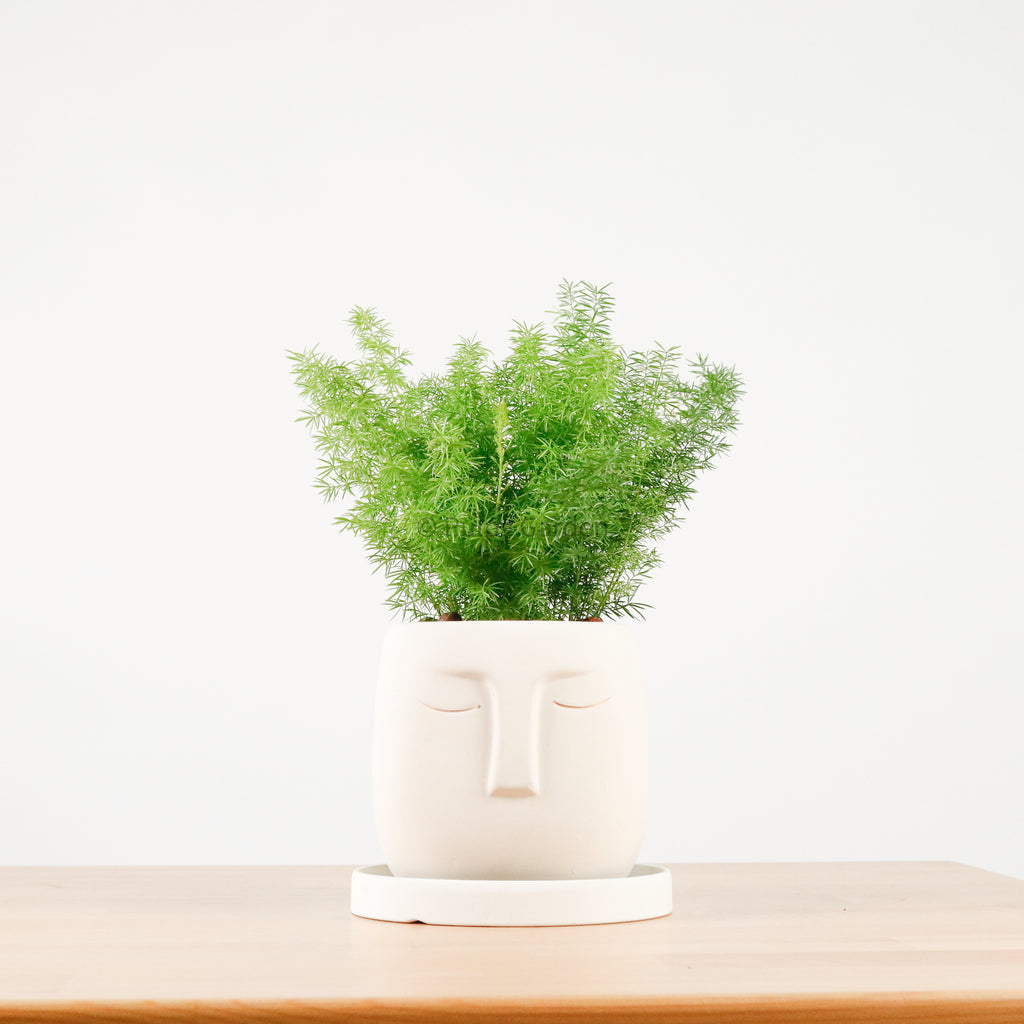 Asparagus Densiflorus Myers in Serene Face