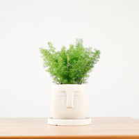 Asparagus Densiflorus Myers in Serene Face