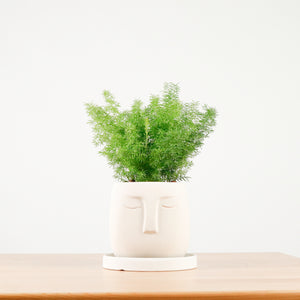 Asparagus Densiflorus Myers in Serene Face