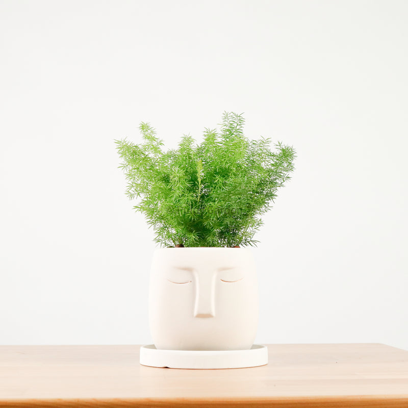 Asparagus Densiflorus Myers in Serene Face