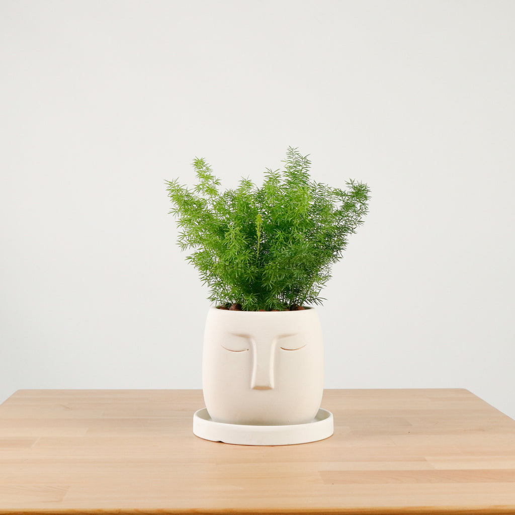 Asparagus Densiflorus Myers in Serene Face