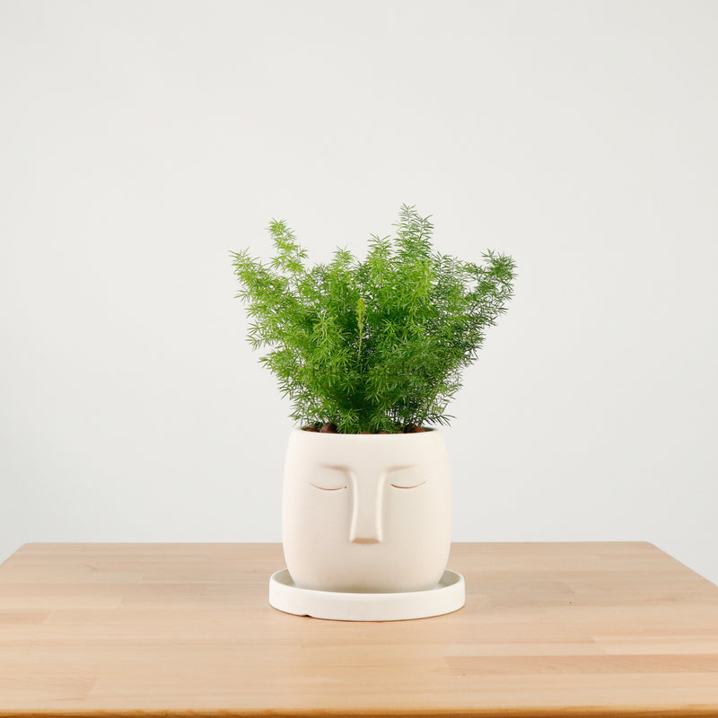 Asparagus Densiflorus Myers in Serene Face