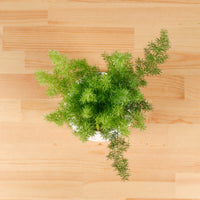 Asparagus Densiflorus Myers in Serene Face