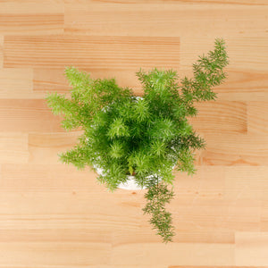 Asparagus Densiflorus Myers in Serene Face