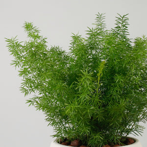 Asparagus Densiflorus Myers in Serene Face