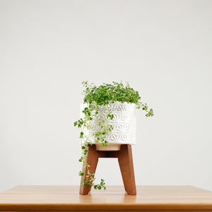 Pilea depressa ‘Baby Tears’ in WhiteWood