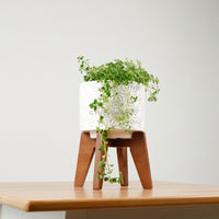 Pilea depressa ‘Baby Tears’ in WhiteWood