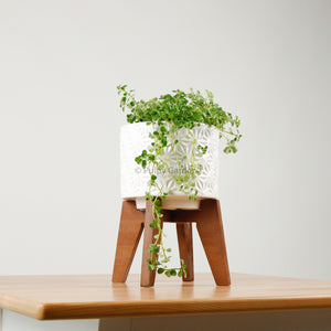 Pilea depressa ‘Baby Tears’ in WhiteWood