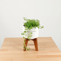 Pilea depressa ‘Baby Tears’ in WhiteWood
