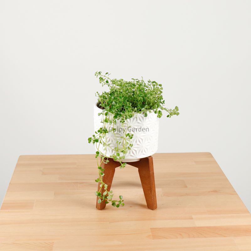 Pilea depressa ‘Baby Tears’ in WhiteWood