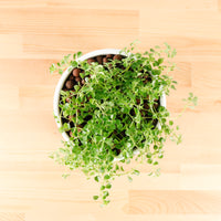 Pilea depressa ‘Baby Tears’ in WhiteWood