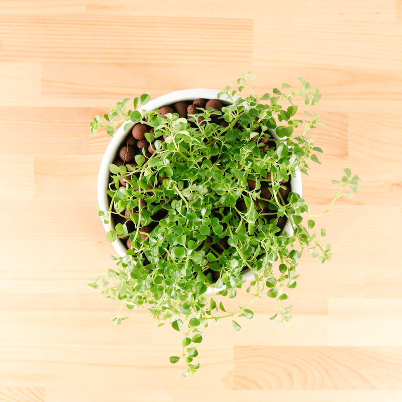 Pilea depressa ‘Baby Tears’ in WhiteWood