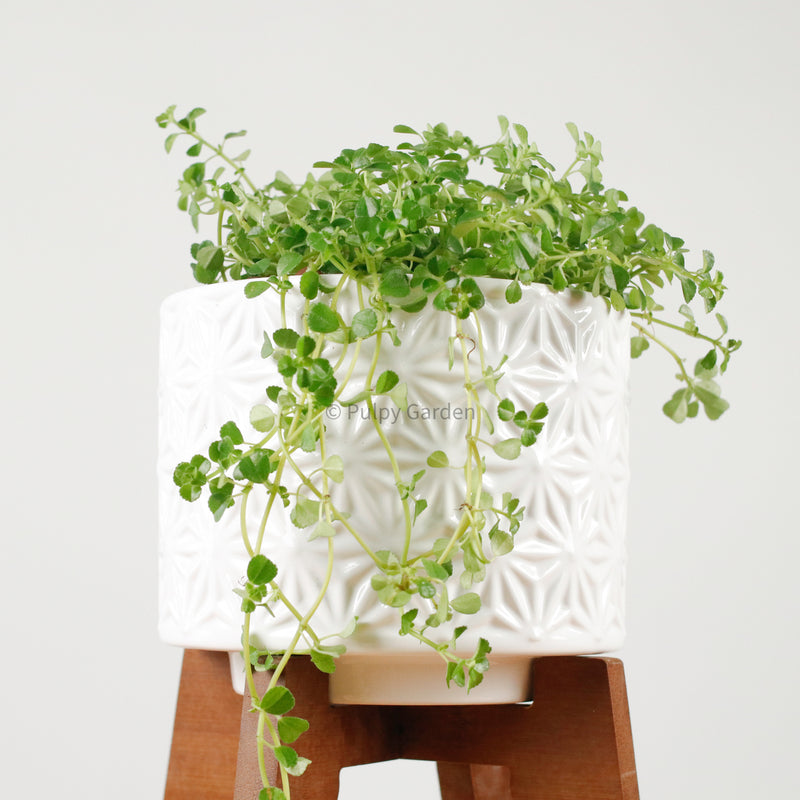 Pilea depressa ‘Baby Tears’ in WhiteWood