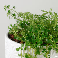 Pilea depressa ‘Baby Tears’ in WhiteWood