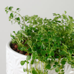 Pilea depressa ‘Baby Tears’ in WhiteWood