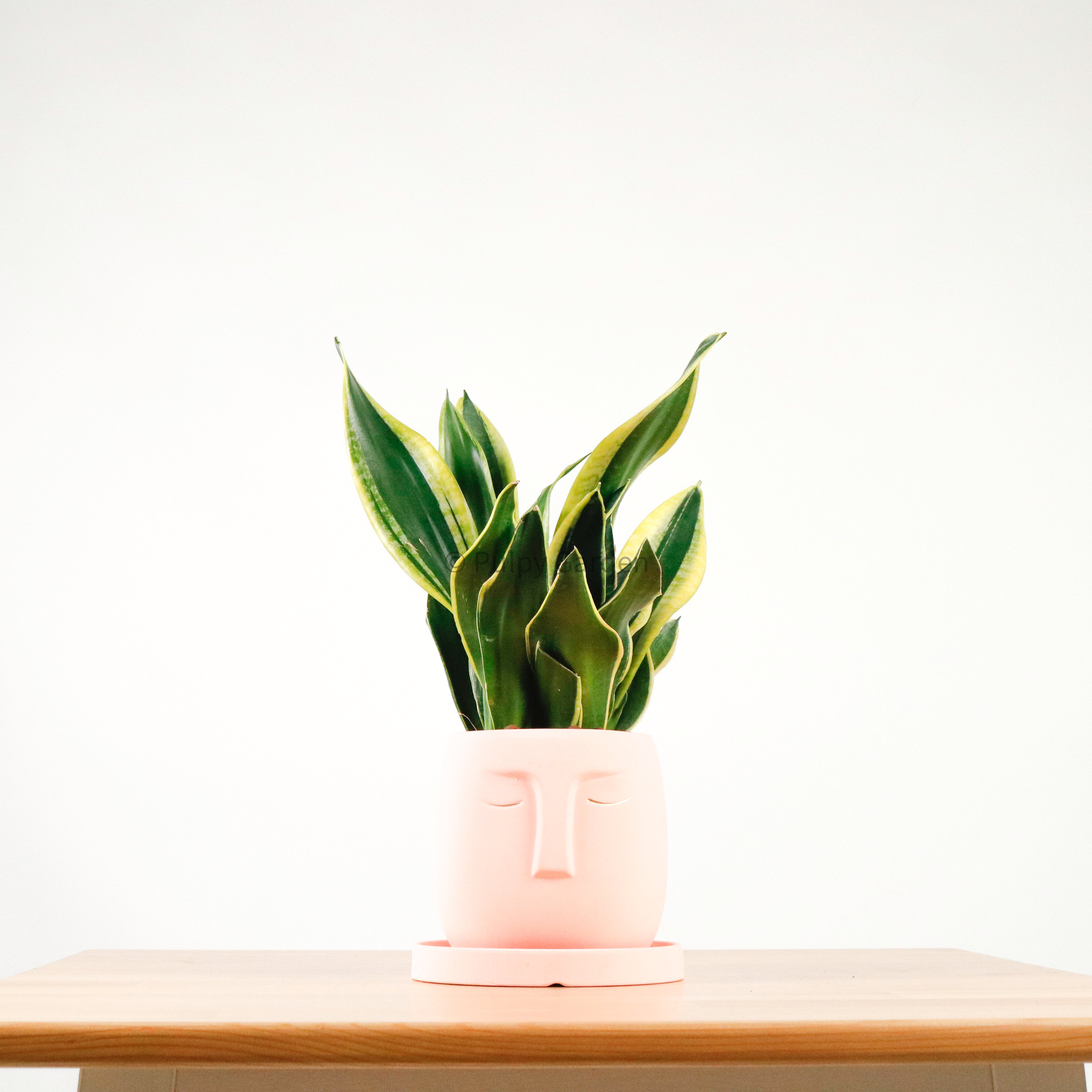 Snake Plant Golden Black in Serene Face (金边虎尾兰, 黃边虎尾兰)