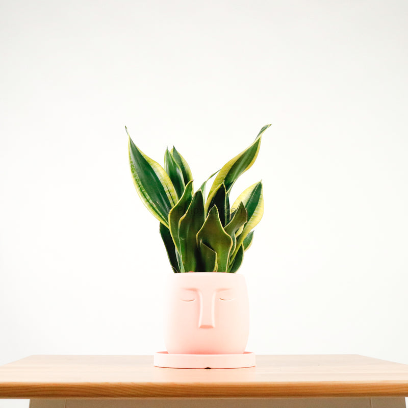 Snake Plant Golden Black in Serene Face (金边虎尾兰, 黃边虎尾兰)
