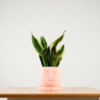 Snake Plant Golden Black in Serene Face (金边虎尾兰, 黃边虎尾兰)
