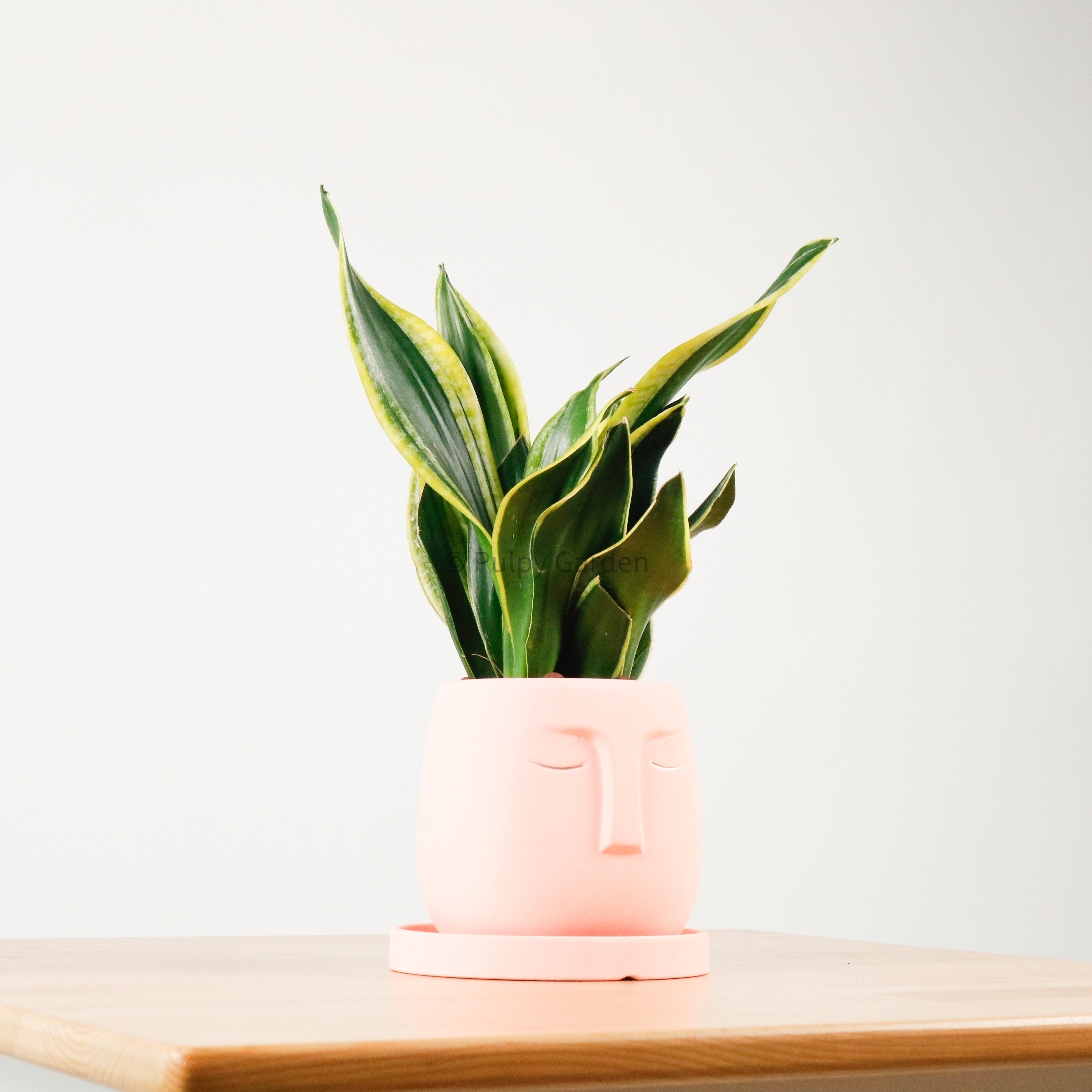 Snake Plant Golden Black in Serene Face (金边虎尾兰, 黃边虎尾兰)