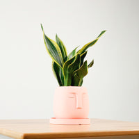 Snake Plant Golden Black in Serene Face (金边虎尾兰, 黃边虎尾兰)