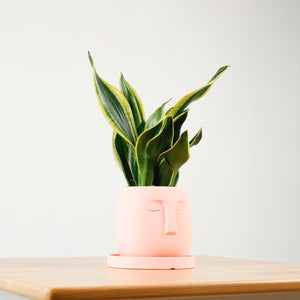 Snake Plant Golden Black in Serene Face (金边虎尾兰, 黃边虎尾兰)