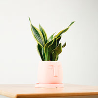Snake Plant Golden Black in Serene Face (金边虎尾兰, 黃边虎尾兰)