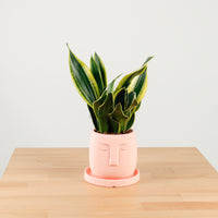 Snake Plant Golden Black in Serene Face (金边虎尾兰, 黃边虎尾兰)