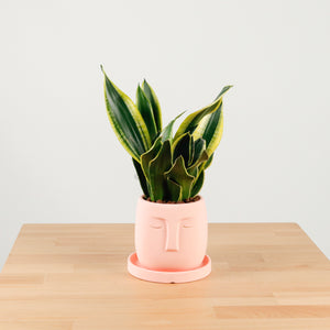 Snake Plant Golden Black in Serene Face (金边虎尾兰, 黃边虎尾兰)