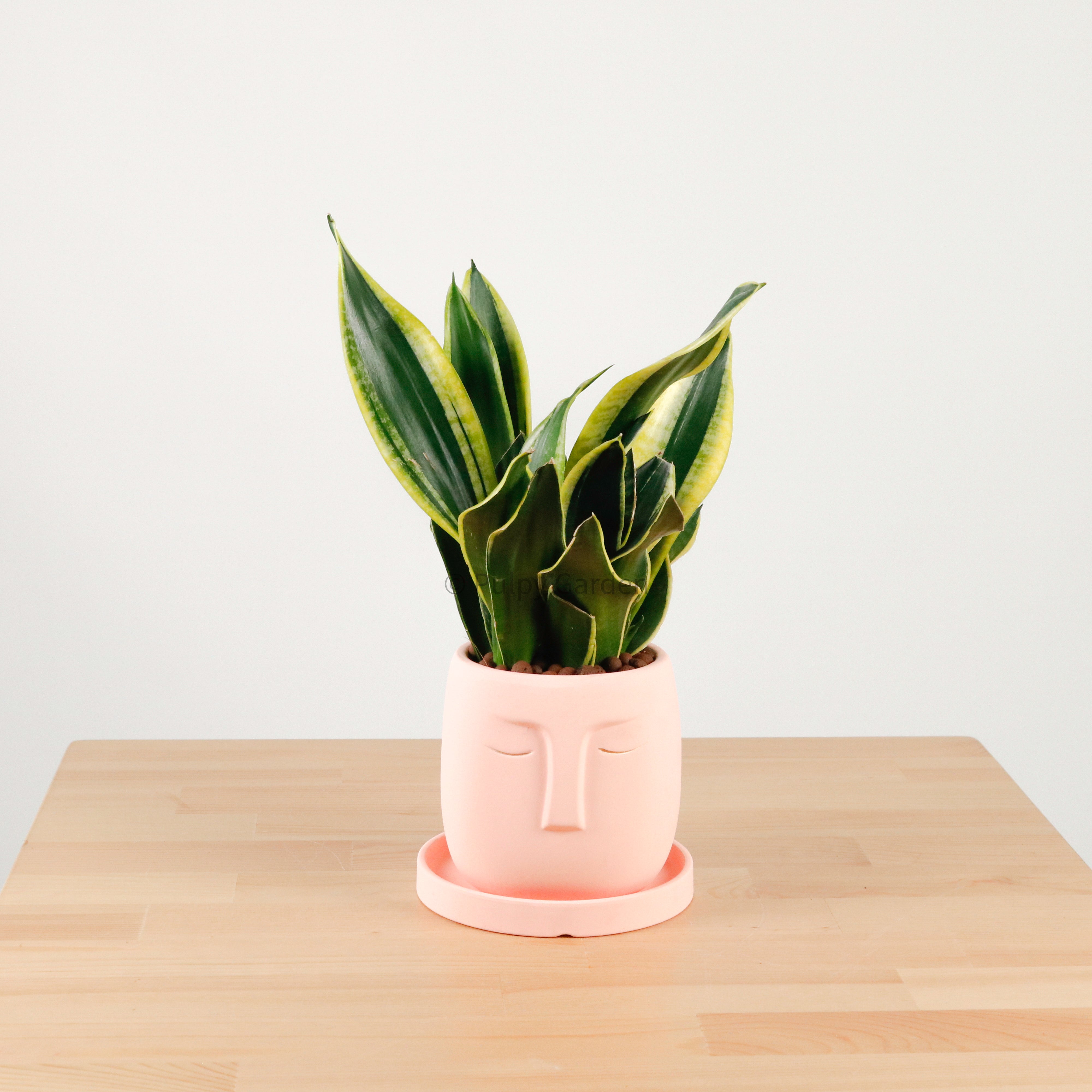 Snake Plant Golden Black in Serene Face (金边虎尾兰, 黃边虎尾兰)