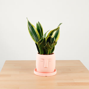 Snake Plant Golden Black in Serene Face (金边虎尾兰, 黃边虎尾兰)