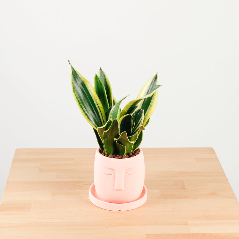 Snake Plant Golden Black in Serene Face (金边虎尾兰, 黃边虎尾兰)
