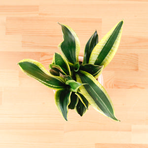 Snake Plant Golden Black in Serene Face (金边虎尾兰, 黃边虎尾兰)