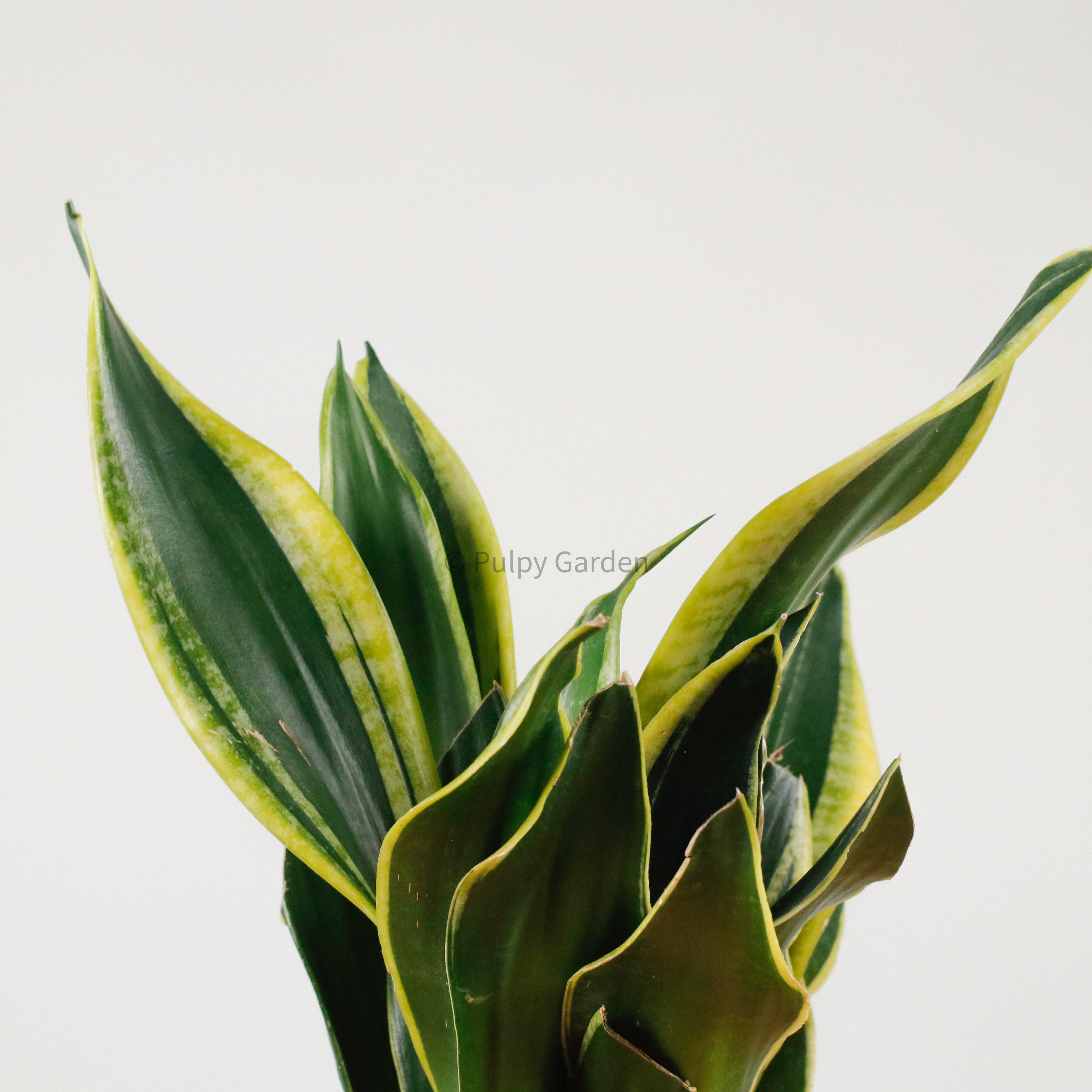 Snake Plant Golden Black in Serene Face (金边虎尾兰, 黃边虎尾兰)
