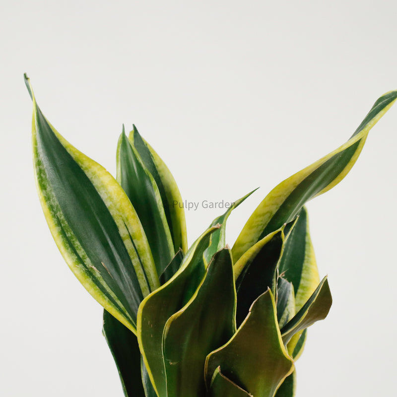 Snake Plant Golden Black in Serene Face (金边虎尾兰, 黃边虎尾兰)