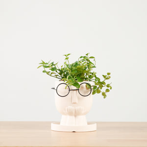 Peperomia rotundifolia in The Thinker
